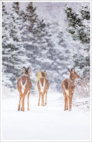Ensemble de cartes de souhaits (5) - Cerfs sous la neige