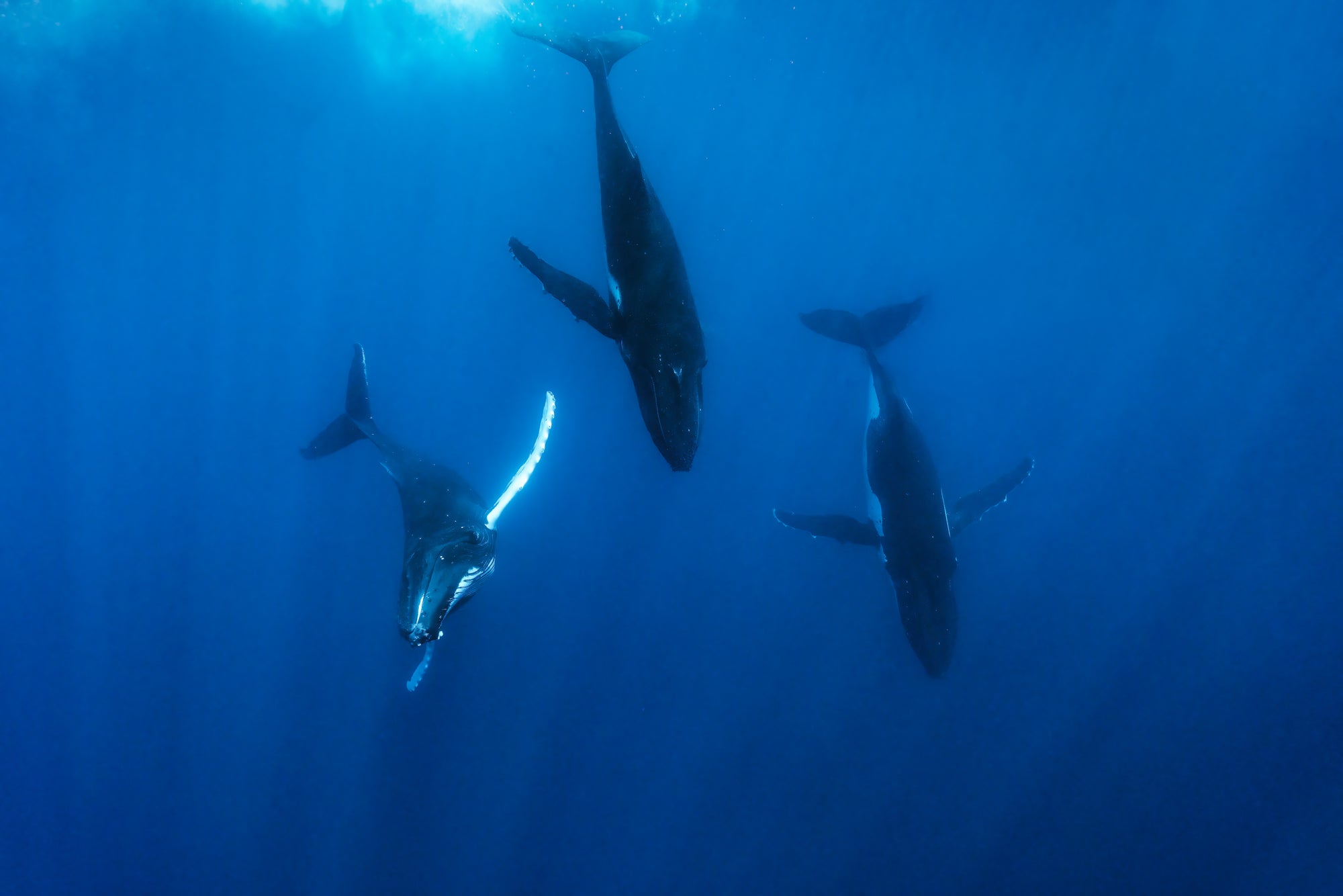 Trio de rorquals