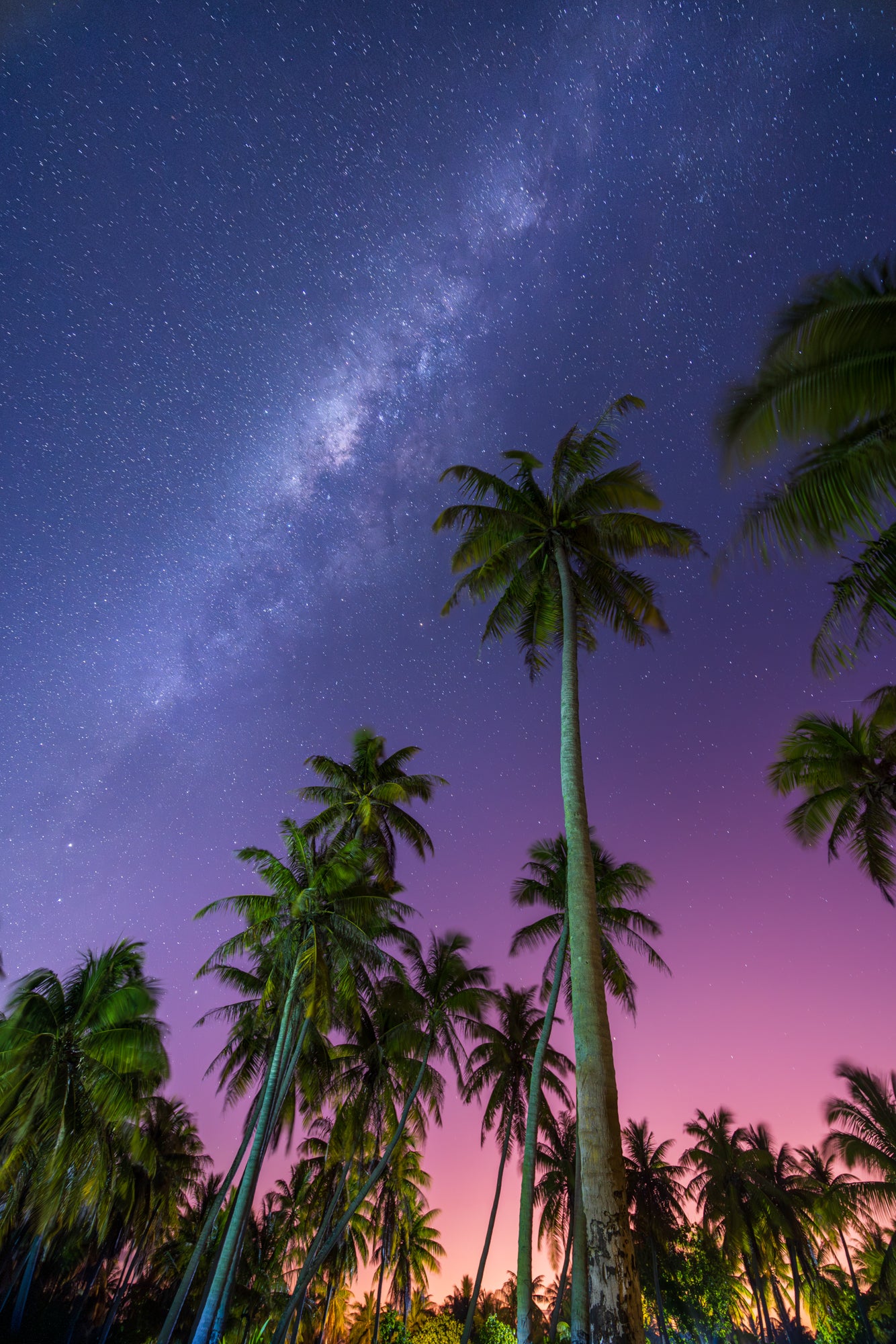 Milky Way on the Palm Trees