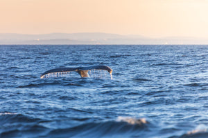 Rorqual à bosse