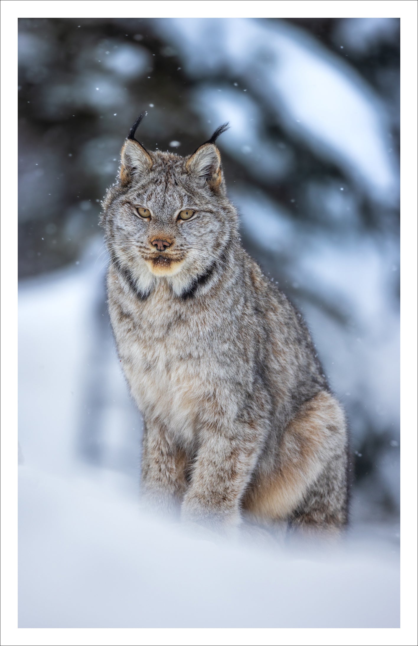 Lynx attentif - Carte de souhaits