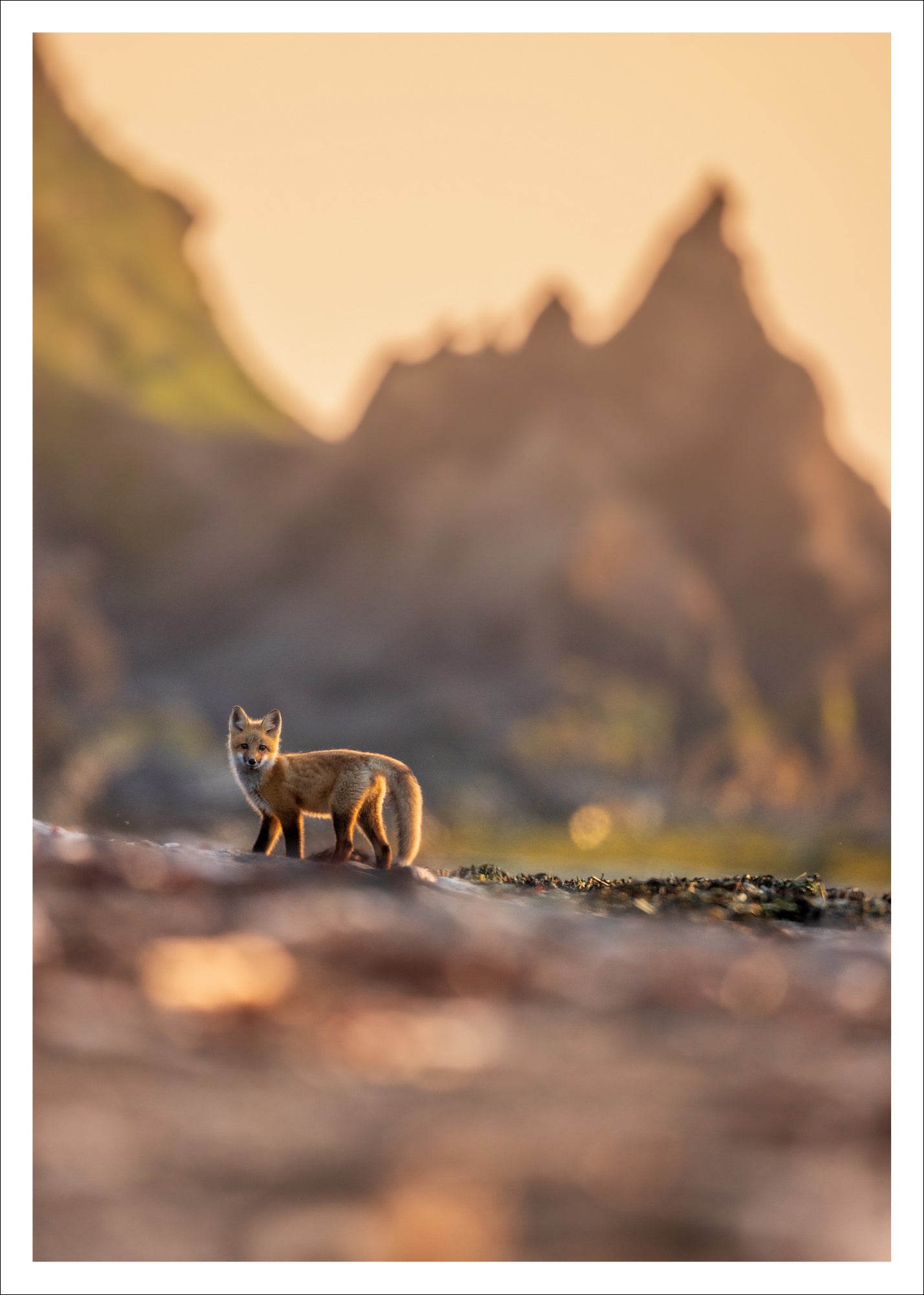 Fox cub in Le Bic -  Postcard