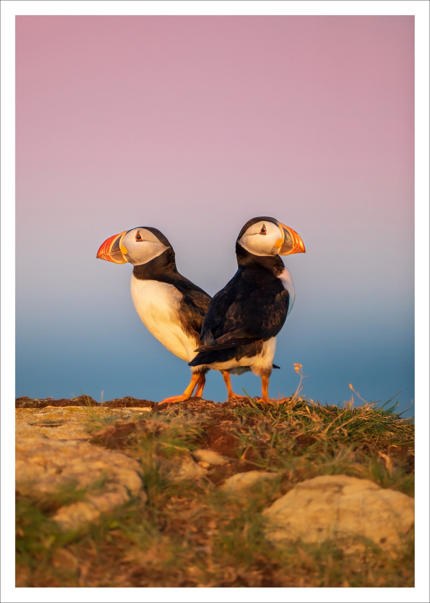Puffin duo -  Postcard
