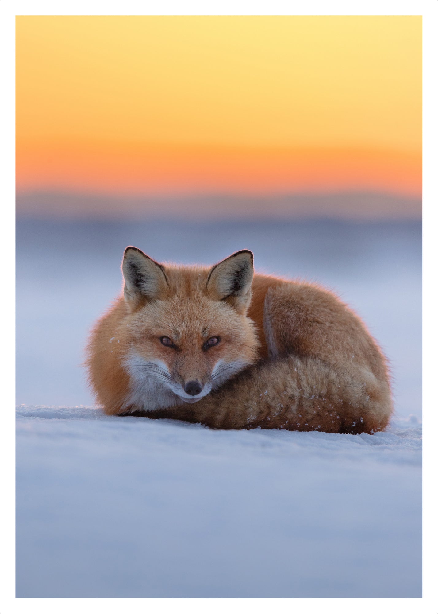Sleepy fox -  Postcard