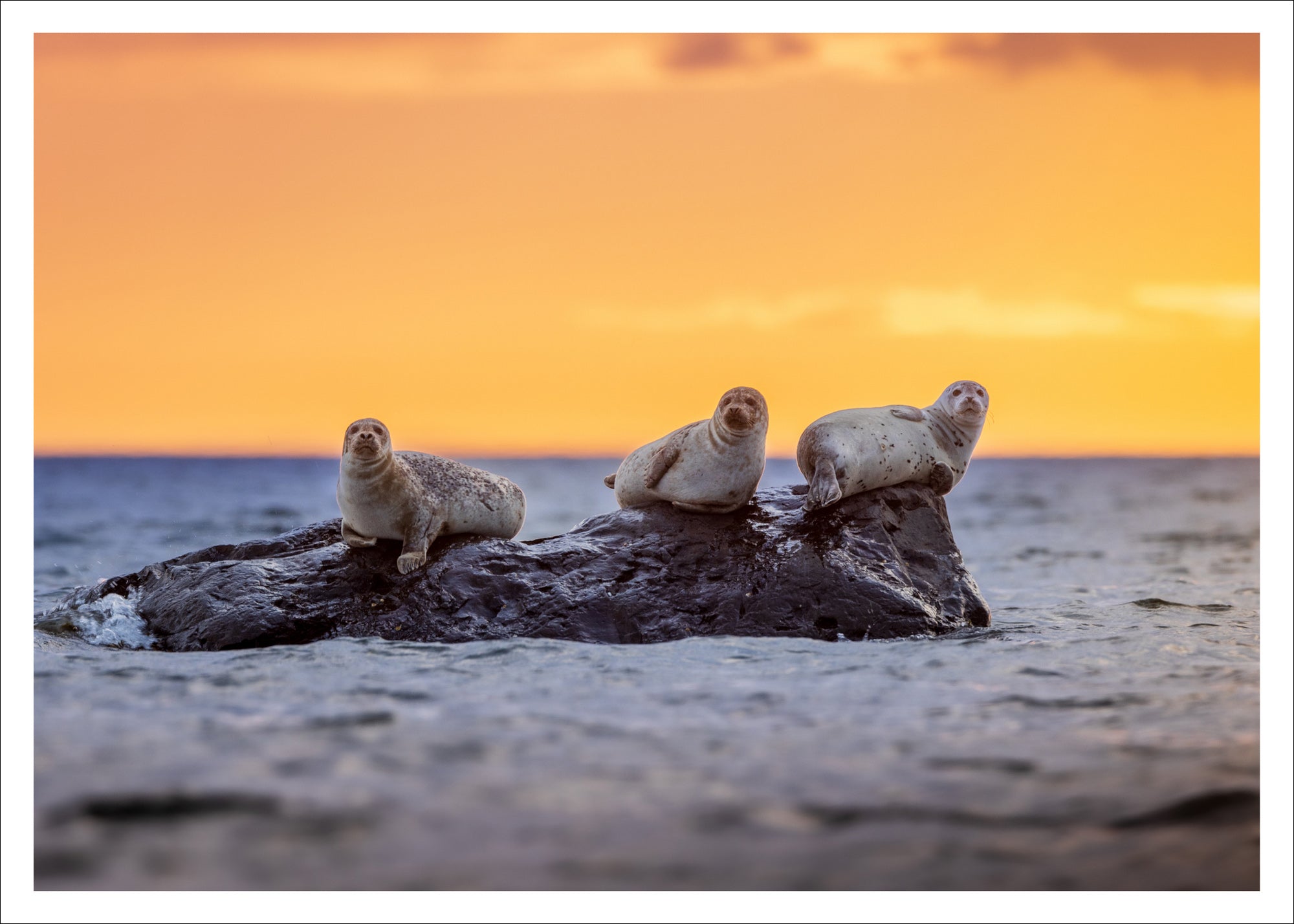 Harbour seal trio -  Postcard