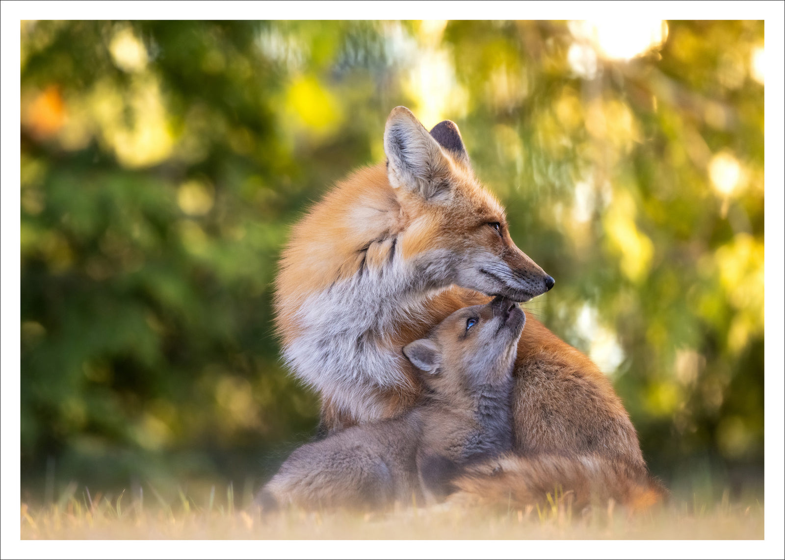 The return of Spring -  Postcard