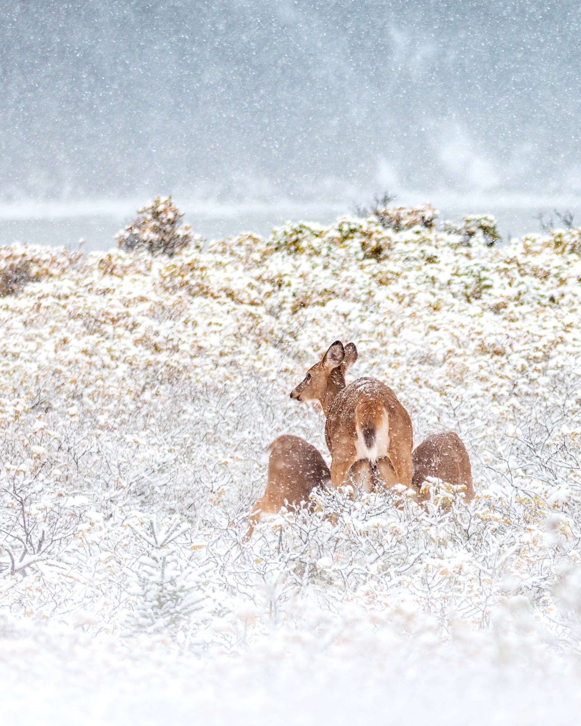 Family of deer under the snow
