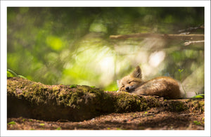 Magical forest - Greeting card