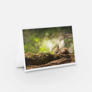 Ensemble de cartes de souhaits (5) - Renards
