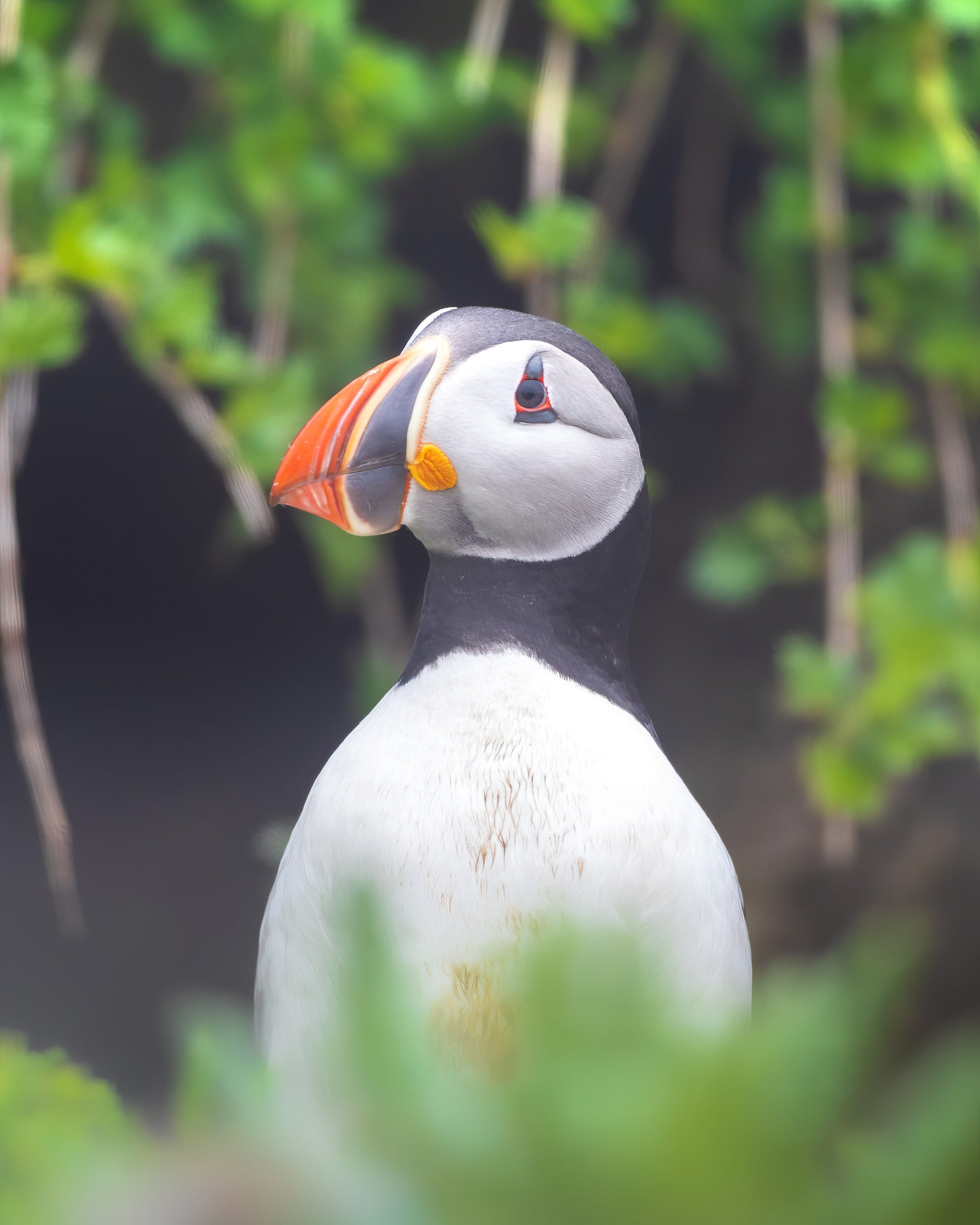 Puffin in dense vegetation