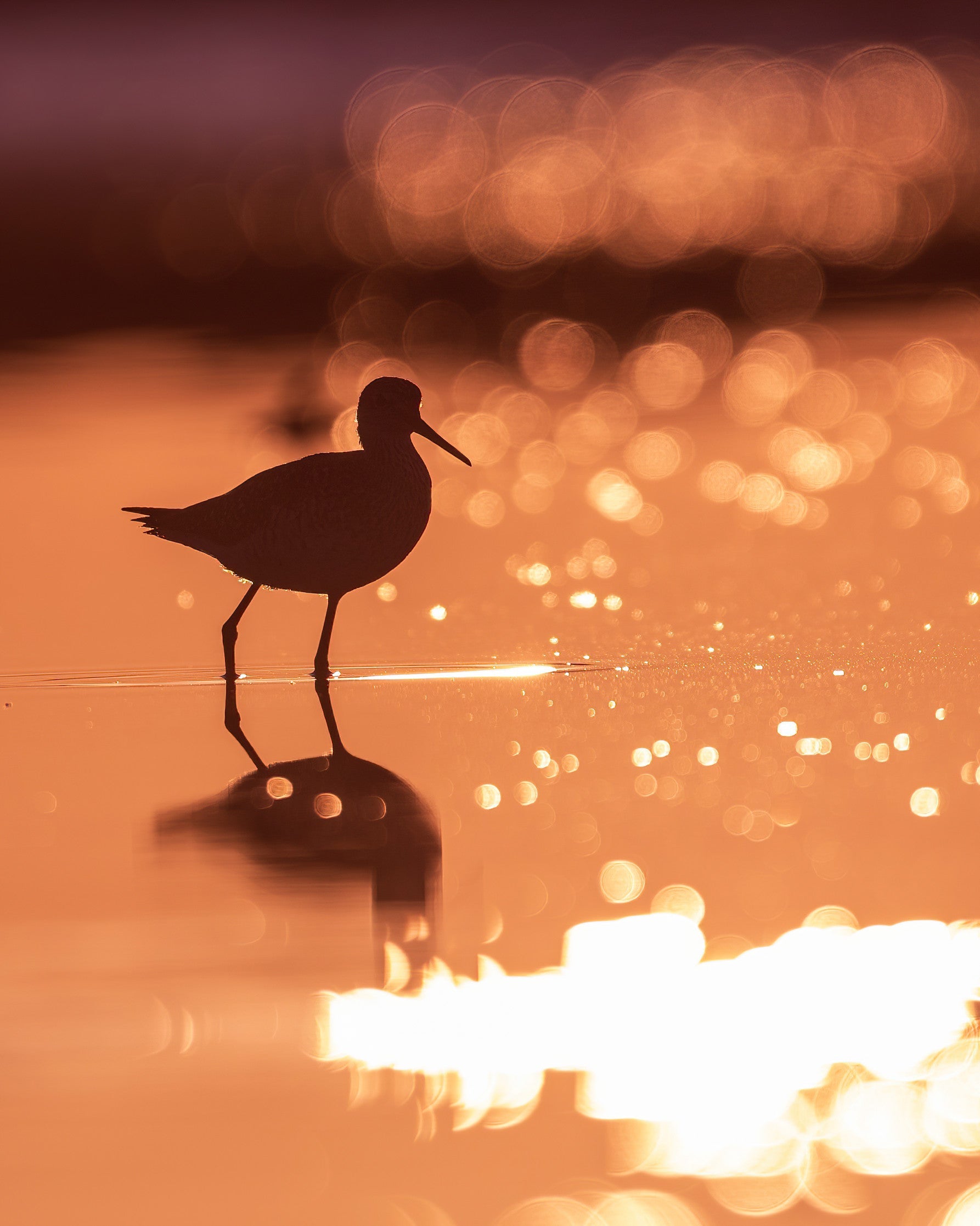 Shorebird at sunset