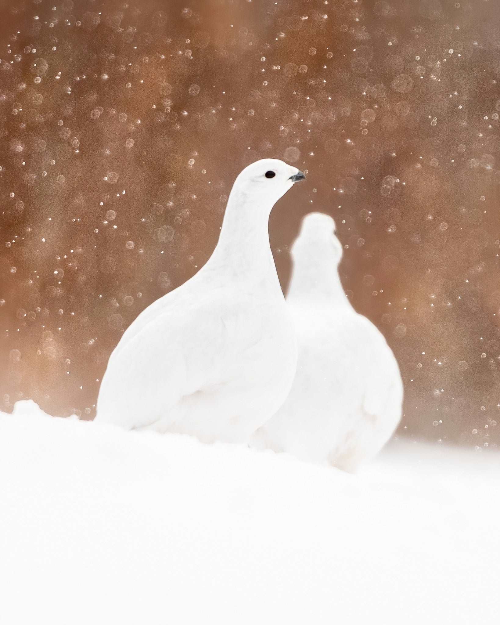 Duo de lagopèdes