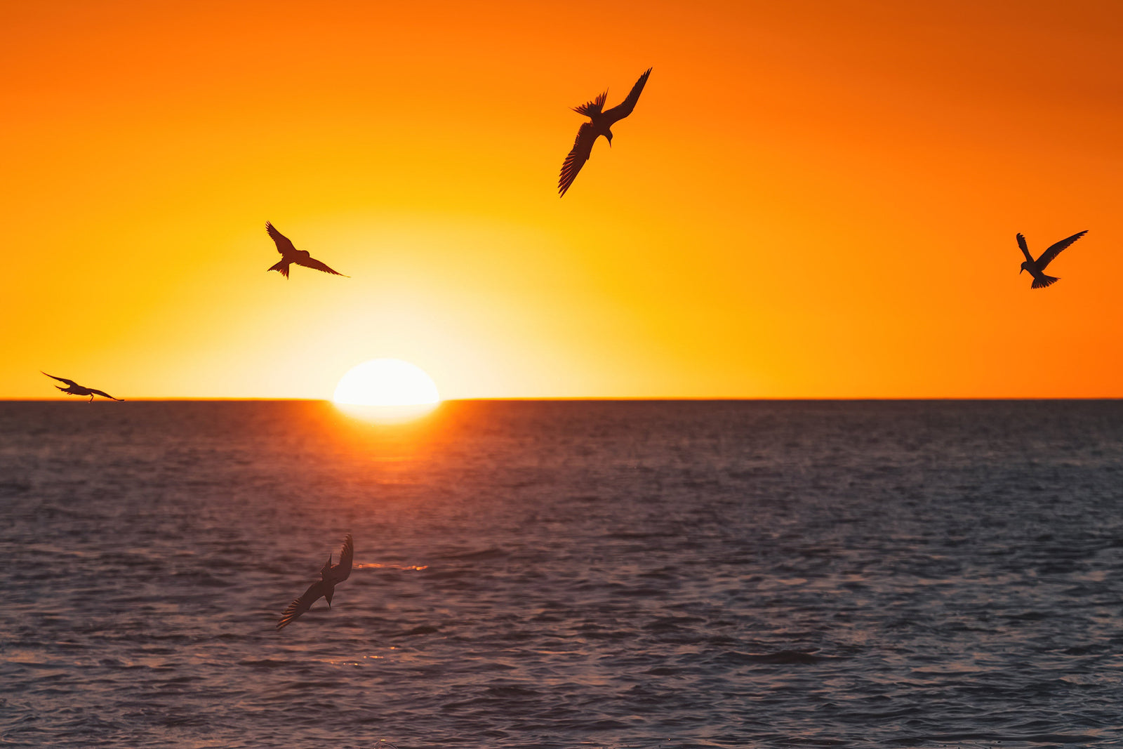 Terns at sunrise