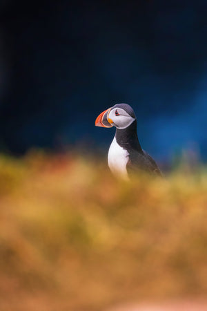 Puffin