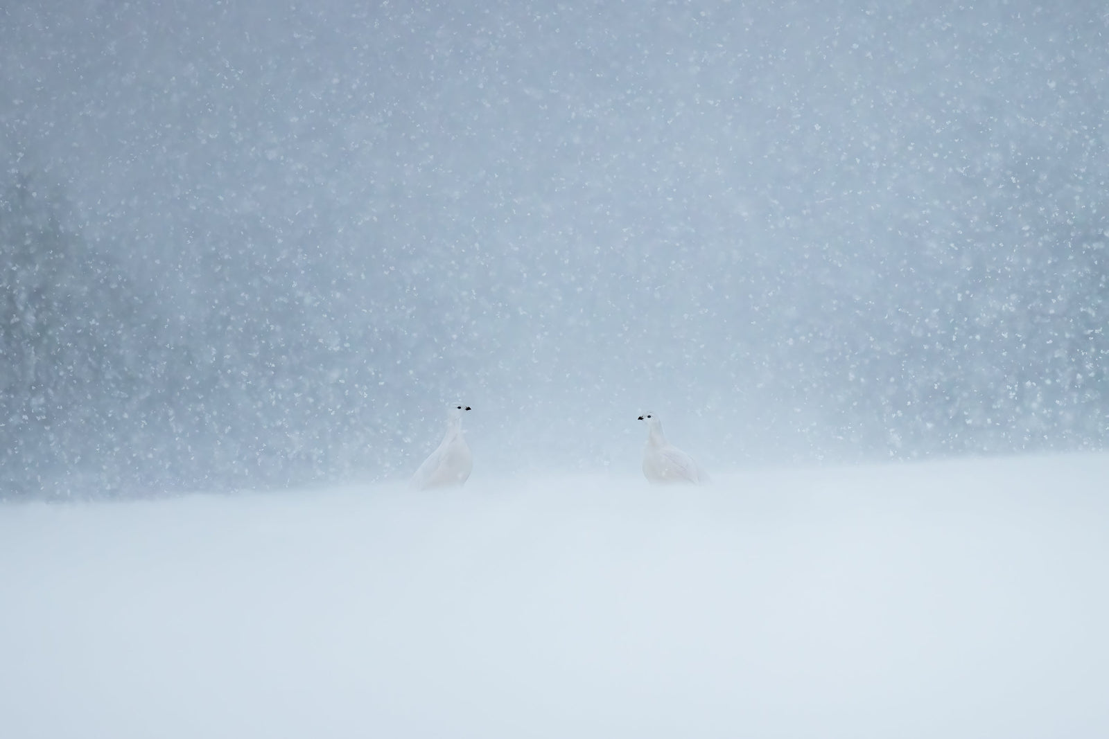 Tête-à-tête enneigé
