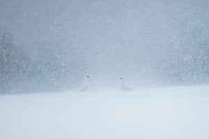 Ptarmigan encounter