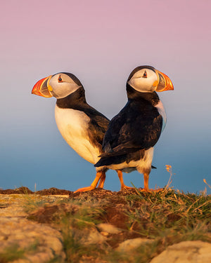 Sunrise puffins