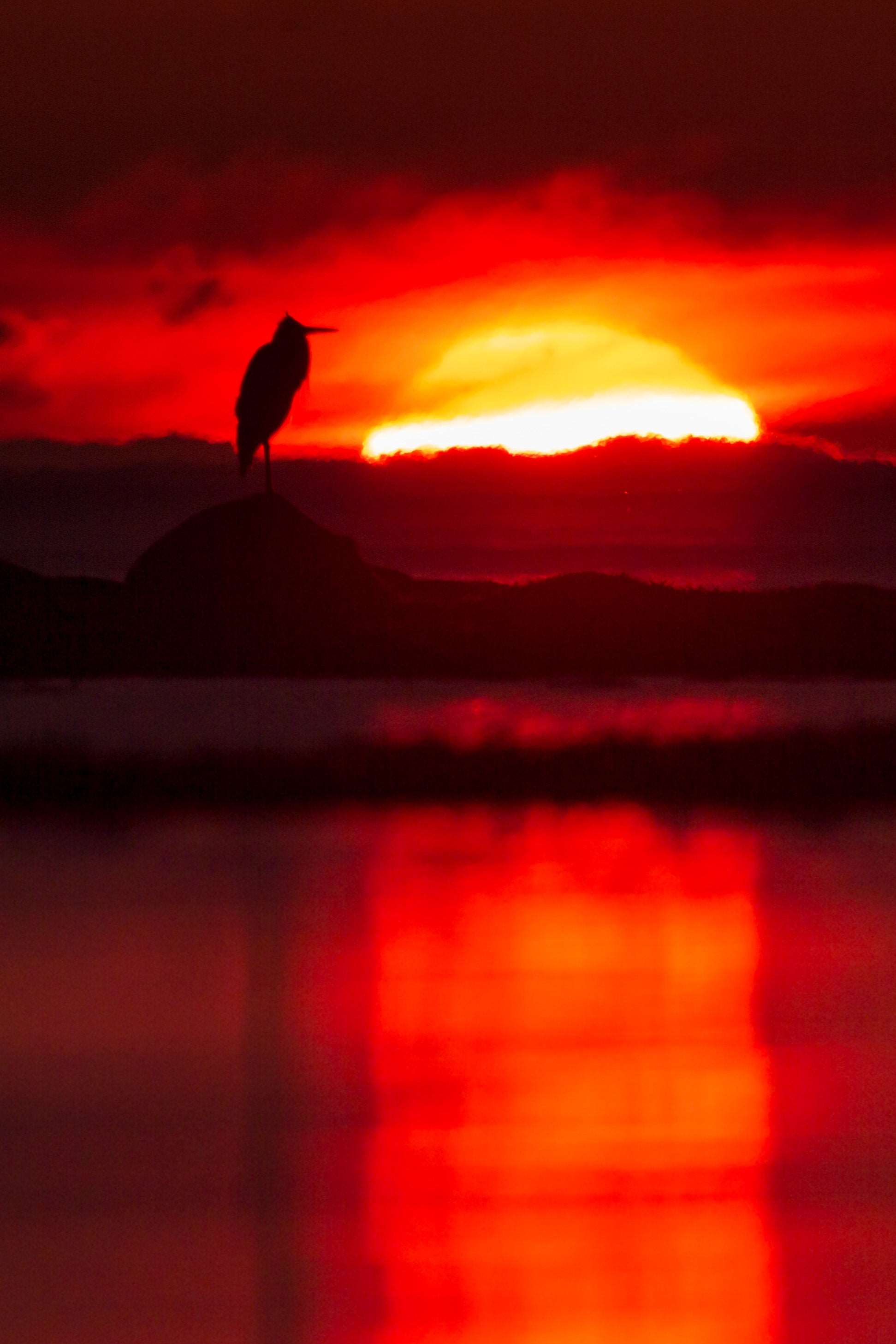 Dusk Heron