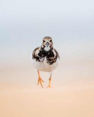 Ruddy Turnstone