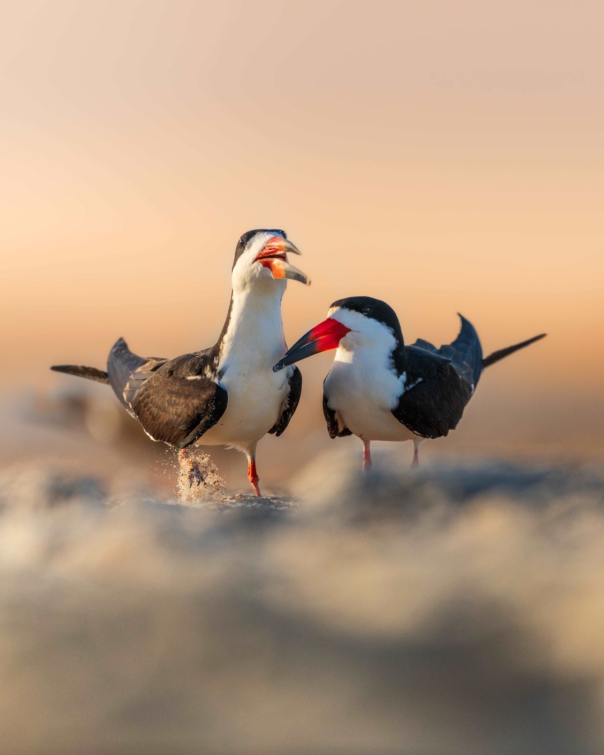 Black Skimmers