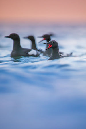 Black guillemots group