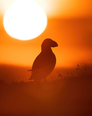 Sun and puffin