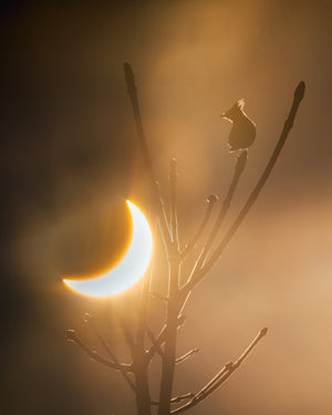 L'éclipse du Jaseur