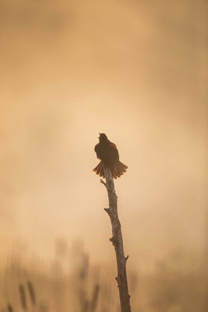 Red-Winged blackbird