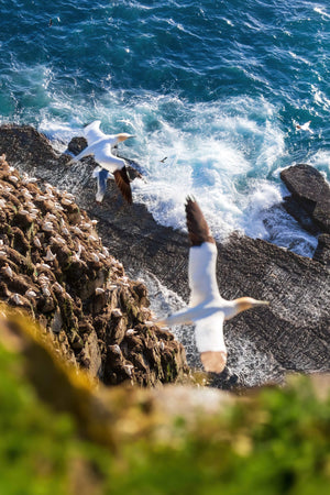 La falaise des Fous