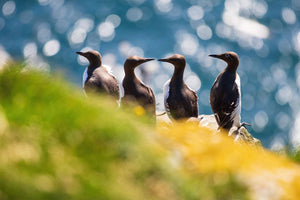 Guillemots marmettes