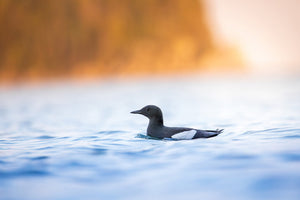 Black guillemots group