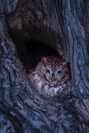 Eastern screech-owl