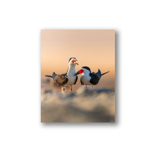 Black Skimmers