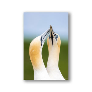 Gannets