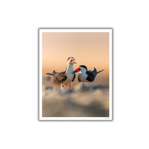 Black Skimmers