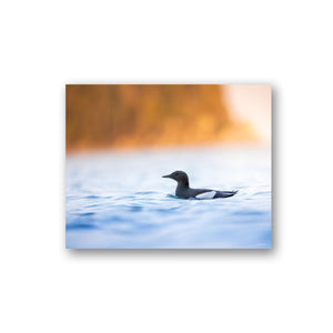 Black guillemots group