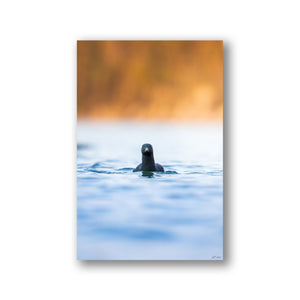 Face to face with black guillemot