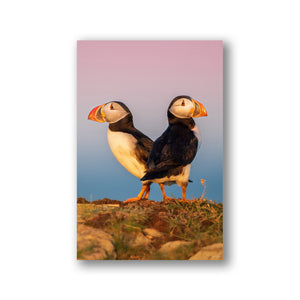 Sunrise puffins