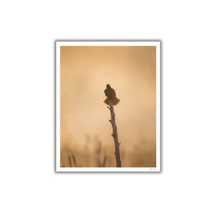 Red-Winged blackbird