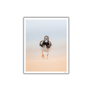 Ruddy Turnstone