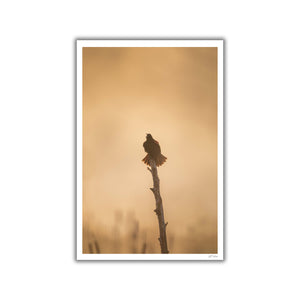 Red-Winged blackbird