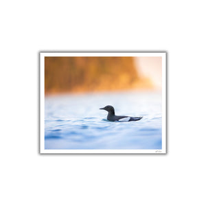 Black guillemots group