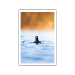 Face to face with black guillemot