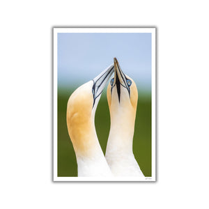 Gannets