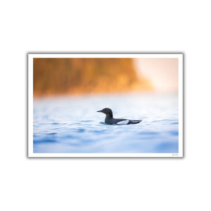 Black guillemots group