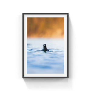 Face to face with black guillemot