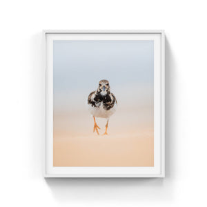 Ruddy Turnstone