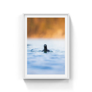 Face to face with black guillemot