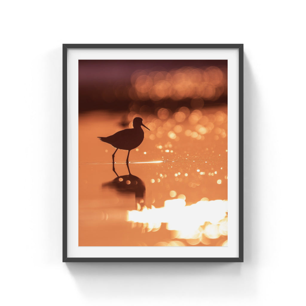 Shorebird at sunset