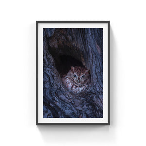 Eastern screech-owl